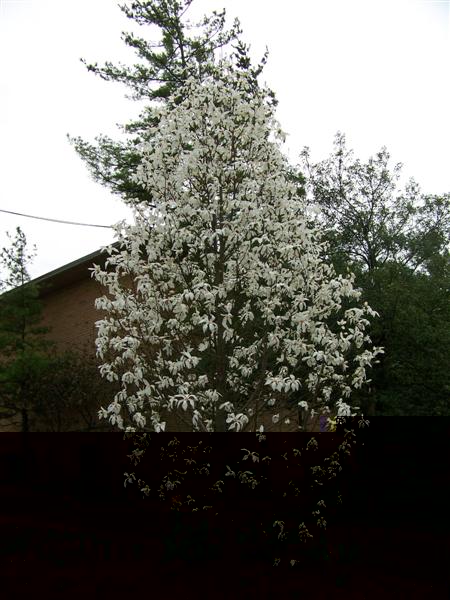 Picture of Magnolia x 'Wadas Memory' Wadas Memory Magnolia