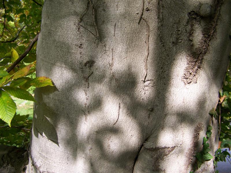 Picture of Fagus grandifolia  American Beech