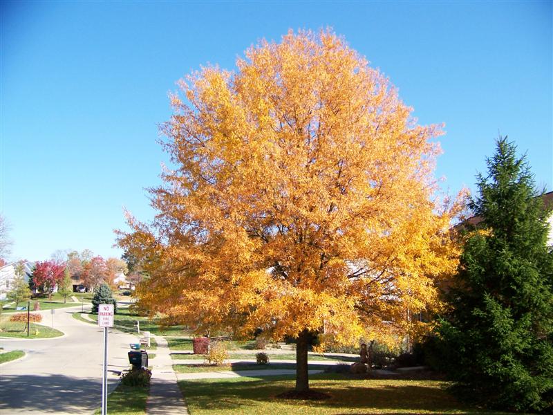 Picture of Quercus phellos  Willow Oak