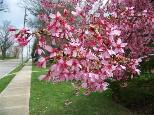 Picture of Prunus incisa x campanulata 'Okame' Okame Cherry