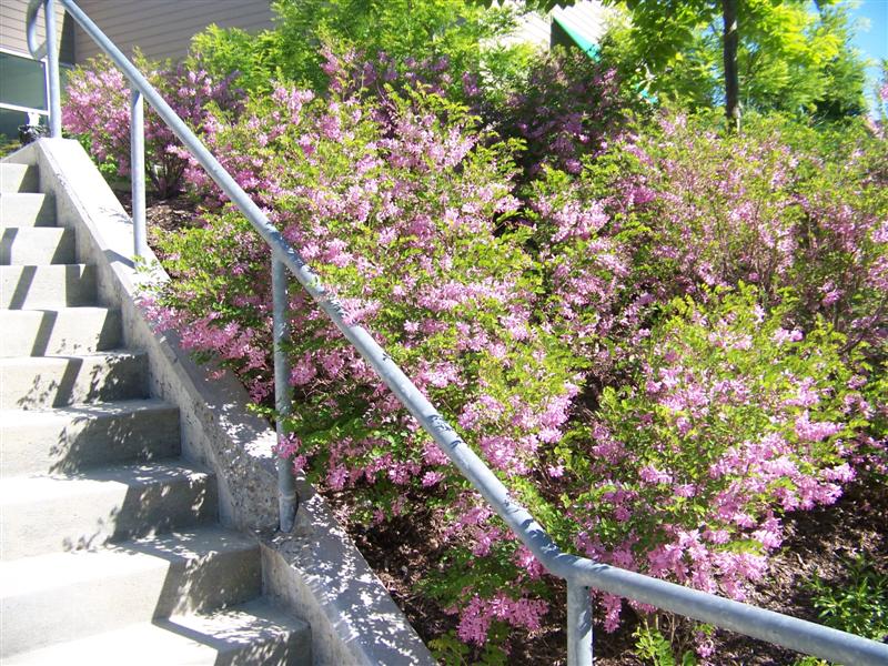 Picture of Indigofera kirilowii  Kirilow Indigo