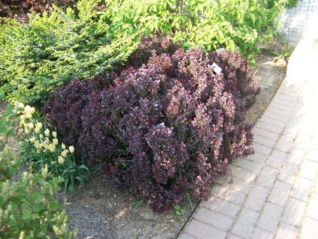 Picture of Berberis thunbergii var. atropurpurea 'Concorde' Concorde Barberry