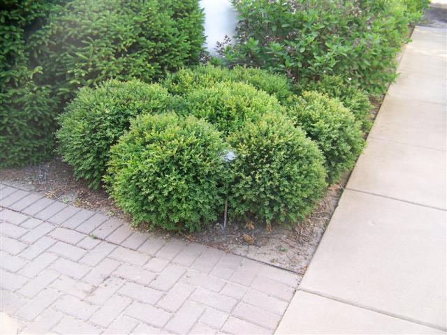 Picture of Buxus  'Northern Charm'� Northern Charm Boxwood
