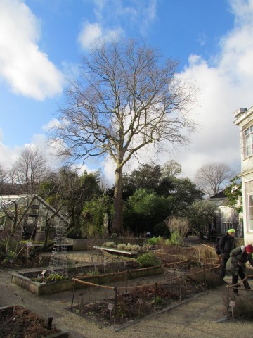 Platanus x acerifolia AMSPlatanusAcerifolia.JPG