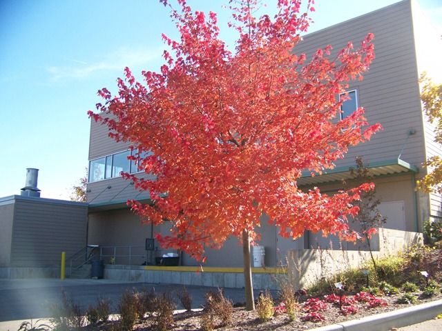 Acer rubrum Acer_rubrum_Burgundy.Belle.JPG