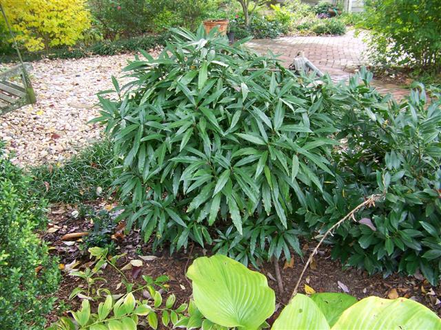 Picture of Aucuba japonica 'Longifolia' Japanese Aucuba