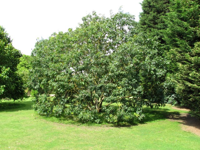 Aesculus californica AesculusCalifornicaBuckeyeFullCUBG1.JPG