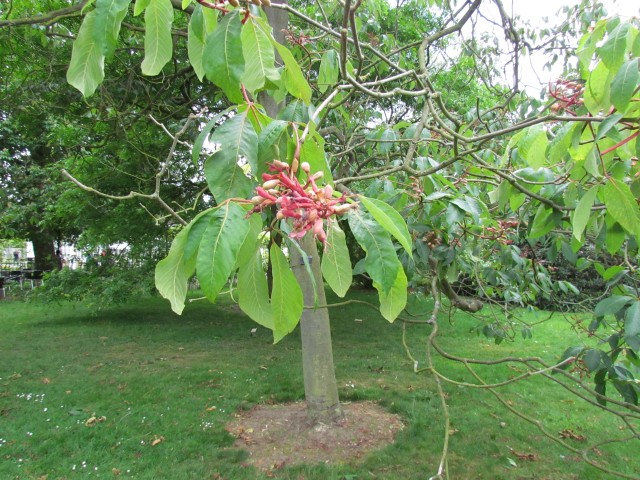Aesculus pavia AesculusPaviaFlowerKew.JPG
