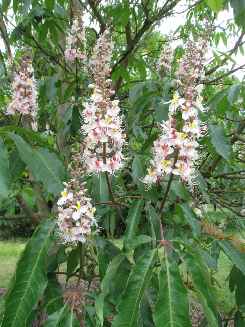 Aesculus indica AesculusSydneyPearceFlowers2.JPG