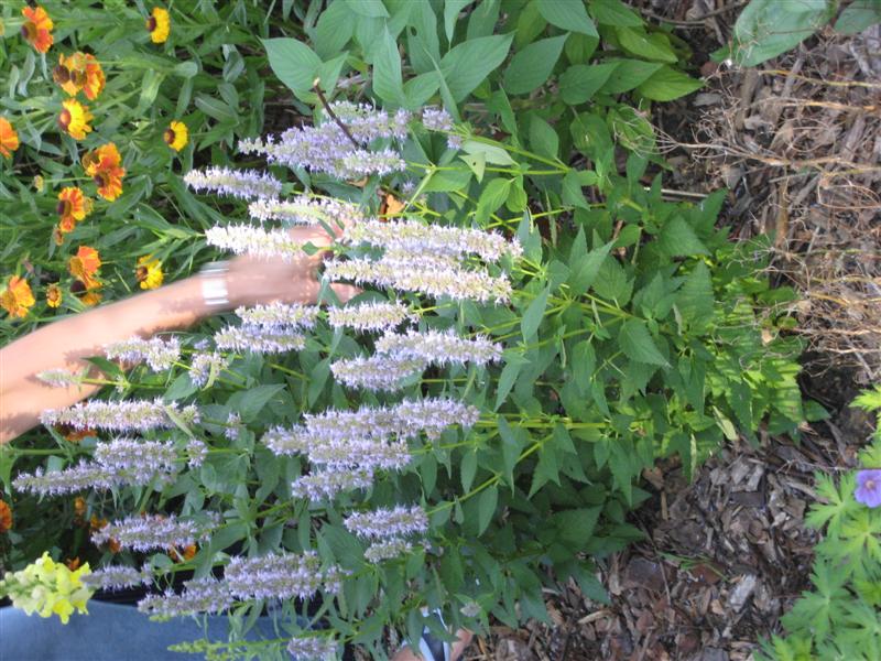 Agastache foeniculum Agastache_foeniculum_side.JPG