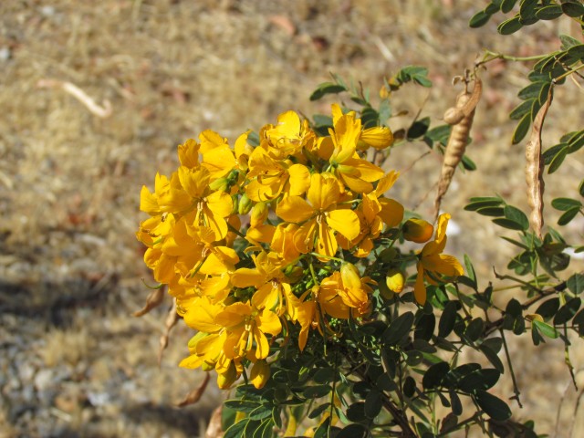 Senna  cumingii Alcaparra1Coquimbo1.JPG