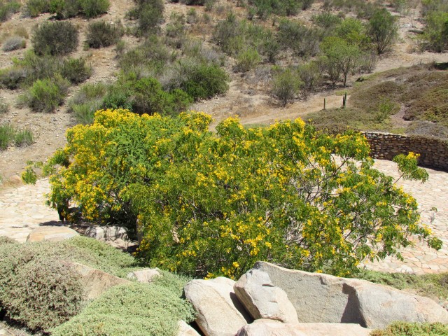 Senna  cumingii Alcaparra3CoquimboChile3.JPG