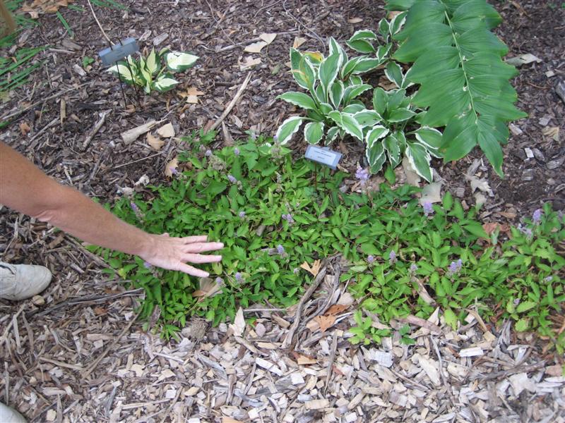 Astilbe chinensis Astilbe_chinensis_far.JPG