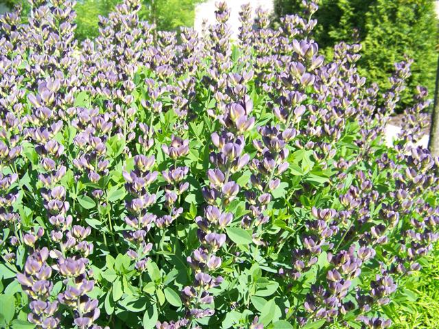 Picture of Baptisia  Twilite Prairieblues� Twilite Prairieblues Baptisia