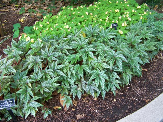 Picture of Begonia  Gryphon 
