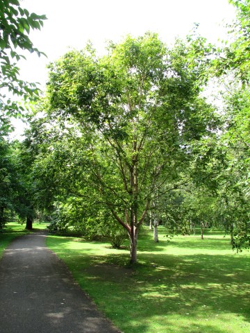 Betula albo-sinensis BetulaAlboSinensisCUBG.JPG