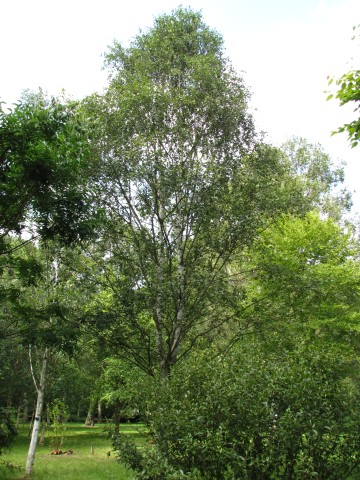 Betula pendula BetulaPendulaLapponicaFullCUBG.JPG