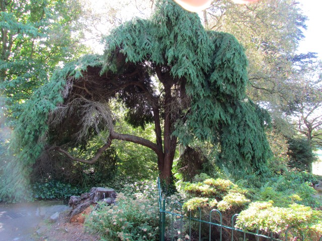 Chamaecyparis lawsoniana BhChamaecyoarisLawsoniana2.JPG