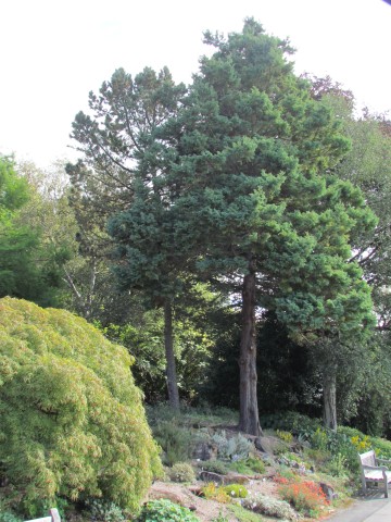 Chamaecyparis pisifera BhChamaecyparisPisiferaSquarrosa.JPG