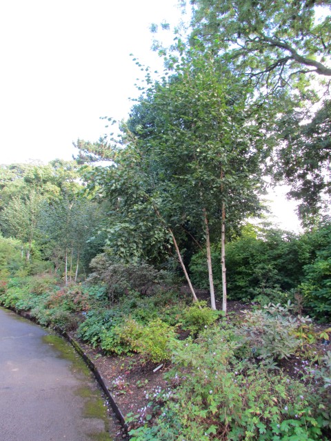 Betula utilis BhxBetulaUtilisPolarBear.JPG