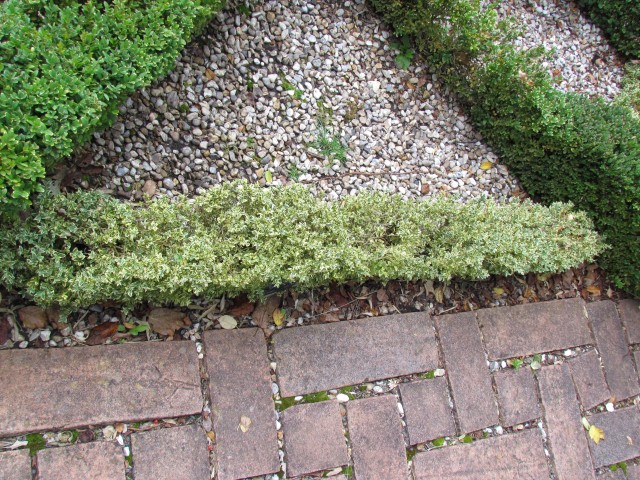 Buxus sempervirens BhxBuxusSempervirensElegantissima.JPG