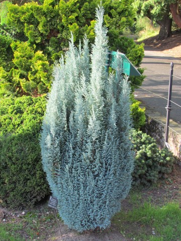 Chamaecyparis lawsoniana BhxChamaecyparisLawsonianaBlueSurprise.JPG