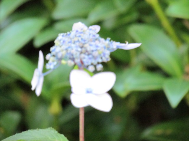 Hydrangea serrata BhxHydrangeaSerrataFlowerDetail.JPG