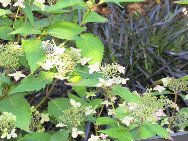 Hydrangea serrata BhxHydrangeaSerrataFlowers.JPG