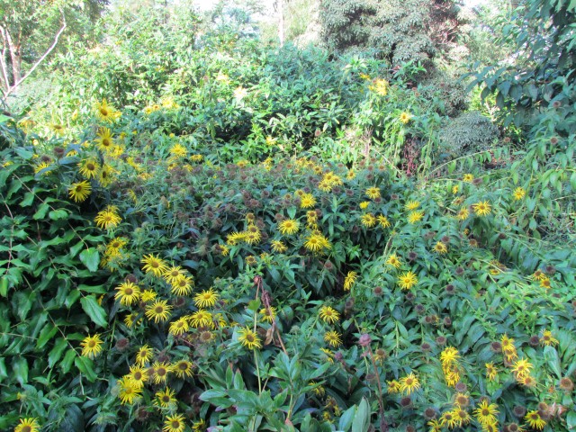Inula magnifica BhxInulaMagnificaPlant.JPG