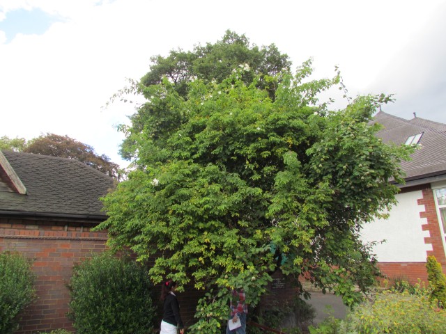 cydonia oblonga BhxQuince2.JPG