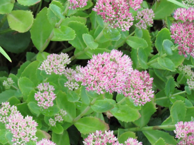 Sedum spp BhxSedumFlower.JPG