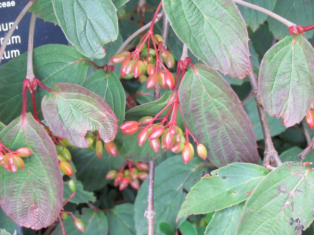 Viburnum setigerum BhxViburnumSetigerumFruit.JPG