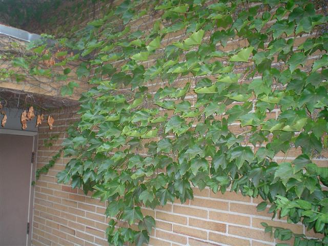 Picture of Parthenocissus tricuspidata Boston Ivy