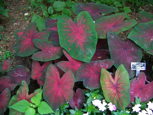 Picture of Caladium  Postman Joyner Postman Joyner Caladium