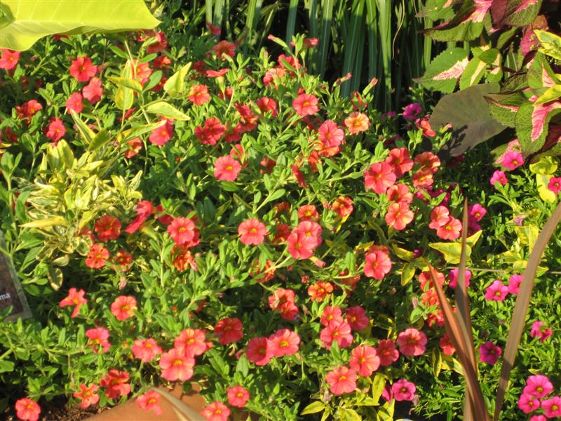 Calibrachoa  Calibrachoa_plant.JPG
