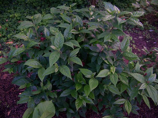 Picture of Calycanthus floridus Michael Lindsey Michael Lindsey