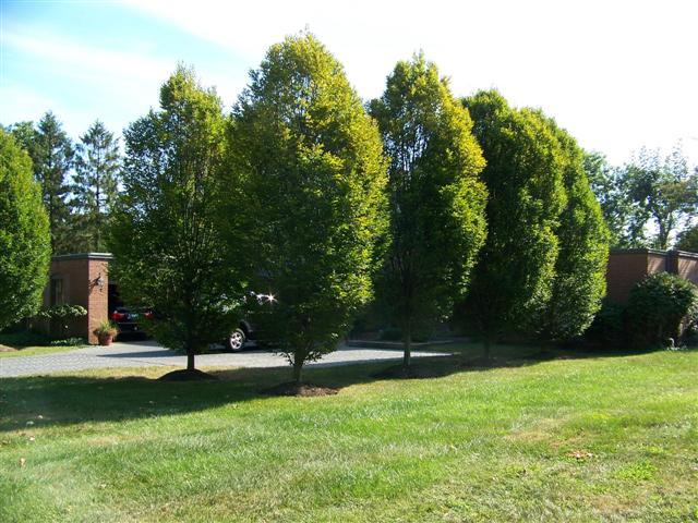 Carpinus betulus Carpinus.betulus.Columnaris.JPG