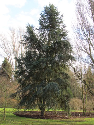 Cedrus atlantica CedrusAtlantica2.JPG