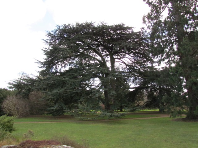 Cedrus libani CedrusLibaniFull3.JPG