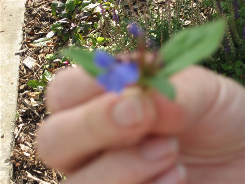Ceratostigma plumbaginoides Ceratostigma_plumbaginoides_flower.JPG