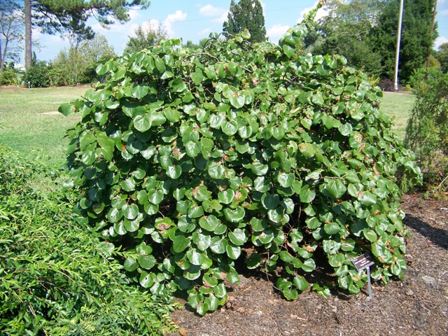 Cercis canadensis var. texensis CerciscanadensisvartexensisTraveller.JPG
