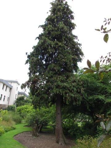 Chamaecyparis lawsoniana ChamaecyparisLawsonianaFullCUBG1.JPG