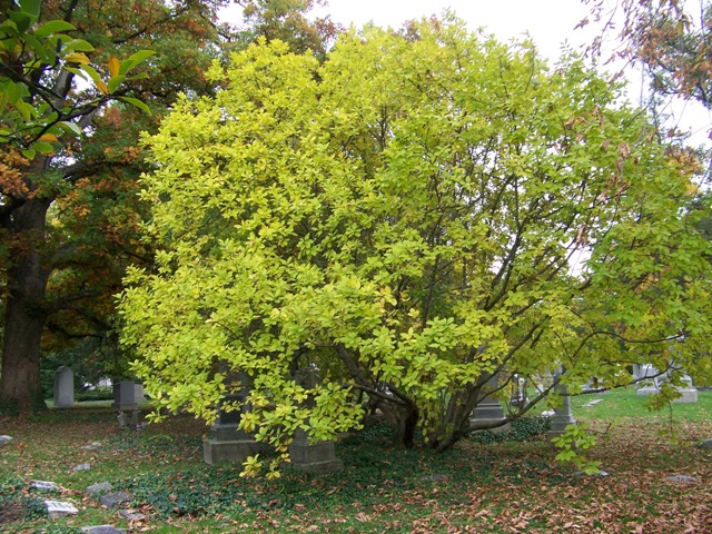 Picture of Chionanthus virginicus  White Fringetree