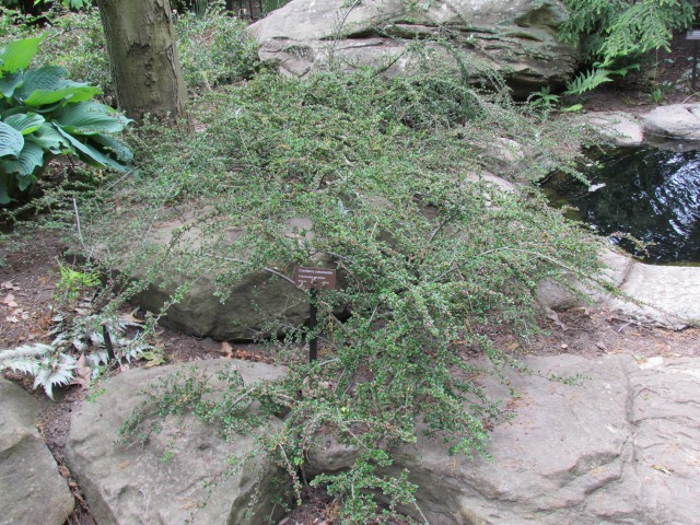 Cotoneaster apiculatus ClevelandBotCotoneaster2.JPG