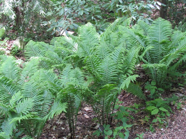 Matteuccia struthiopteris ClevelandBotMatteucciaStruthiopterisPlants.JPG