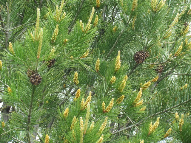 Pinus bungeana ClevelandBotPinusBungeanaClose.JPG