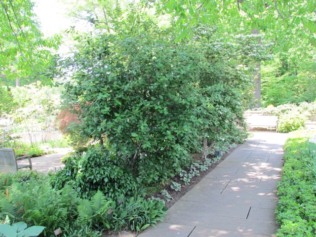 Viburnum x burkwoodii ClevelandBotViburnumBurkwoodiiSide.JPG