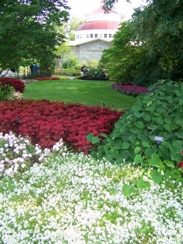 Picture of Solenostemon  Colorblaze� Keystone Kopper� Colorblaze� Keystone Kopper� Coleus