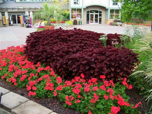 Picture of Solenostemon  Colorblaze� Marooned� Colorblaze� Marooned� Coleus