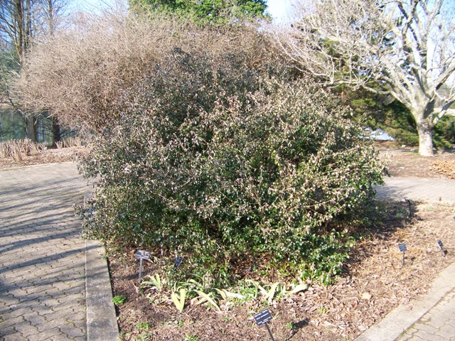 Viburnum x ConoyViburnum.JPG